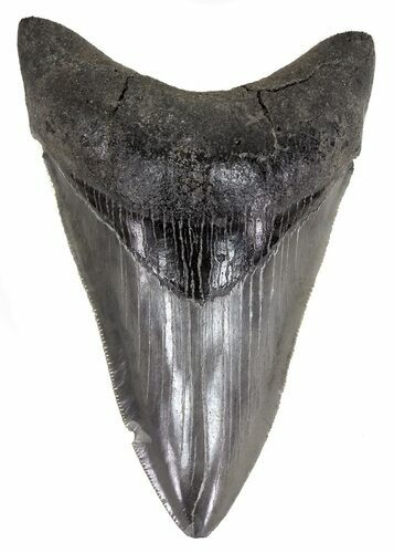 Serrate, Lower Megalodon Tooth - Georgia #55626